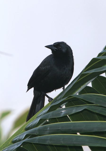 melodious_blackbird6580.jpg