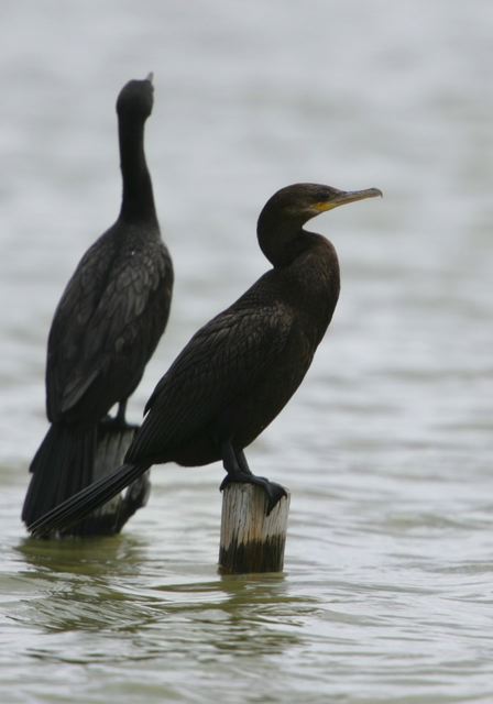 neotropic_cormorant6452.jpg