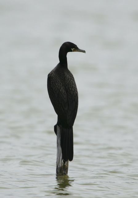 neotropic_cormorant6459.jpg