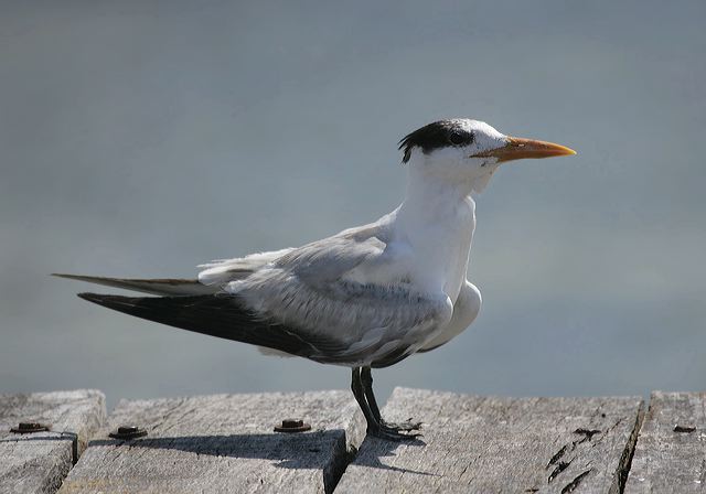 royal_tern7010.jpg