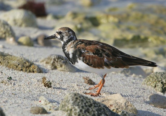 ruddy_turnstone7095.jpg