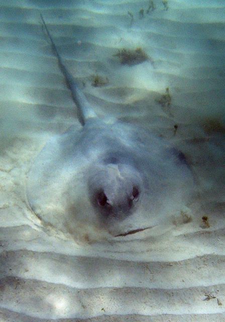 sting_ray_0297.jpg