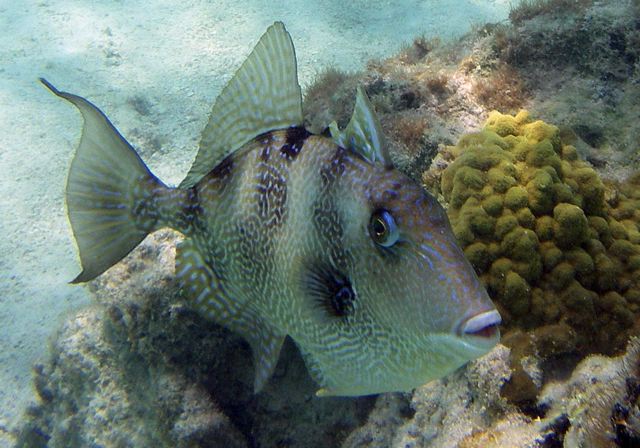 triggerfish0408.jpg