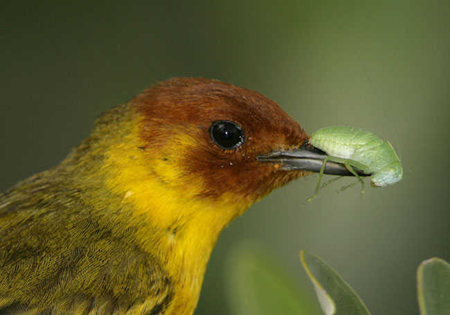 warbler_and_katydid6527.jpg