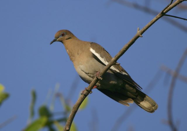 white-winged_dove_6834.jpg