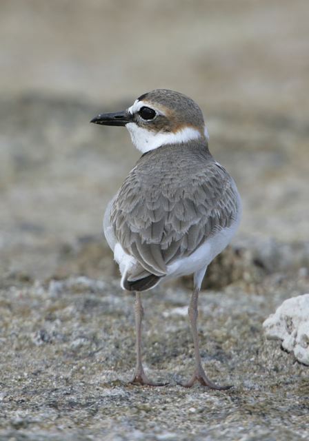 wilson_s_plover6543.jpg