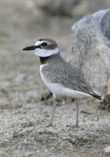 wilson_s_plover6546.jpg