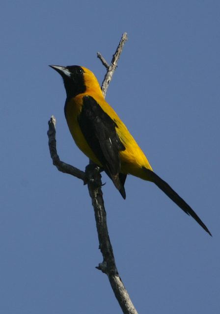 yellow-backed_oriole6903.jpg