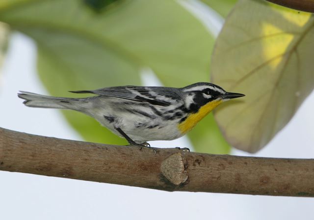 yellow-throated_warbler6757.jpg