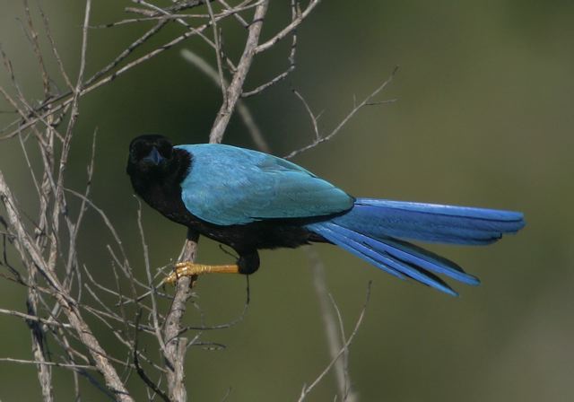 yucatan_jay6873.jpg