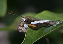 adelpha_iphicleola7281