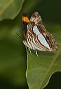 adelpha_iphicleola7284