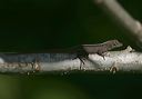 anole_lizard_6642