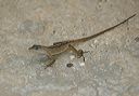 anole_lizard_6646