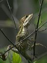 basiliscus_vittatus7243