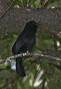 black_catbird7039