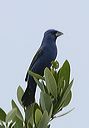 blue_grosbeak6548