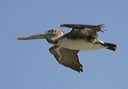 brown_pelican_7448