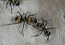 camponotus_sericeiven_4df18