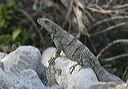 ctenosaura_similis7456