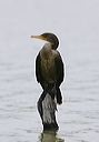 double-crested_cormor_4deb4