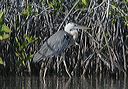 great_blue_heron6975