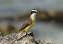 great_kiskadee6949