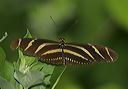 heliconius_charithonia7130