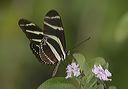 heliconius_charithonia7273