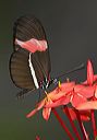 heliconius_erato7045