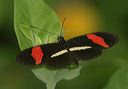 heliconius_erato7120