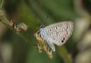 hemiargus_ceraunus6666