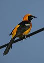 hooded_oriole6737