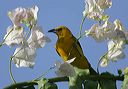 hooded_oriole6777