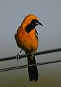 hooded_oriole6859