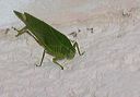 katydid6673