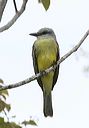 kingbird_sp6422