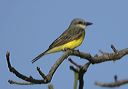 kingbird_sp6607