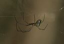 leucauge_venusta7260