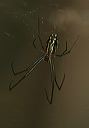 leucauge_venusta7265