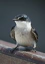 mangrove_swallow7025