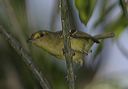 mangrove_vireo6922