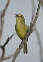 mangrove_vireo7140