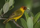 mangrove_warbler6527