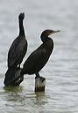 neotropic_cormorant6452