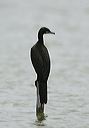 neotropic_cormorant6459