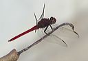 orthemis_discolor7159