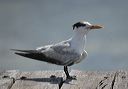 royal_tern7010