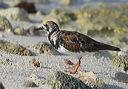 ruddy_turnstone7095