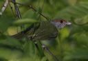 rufous-browed_peppers_4dec7